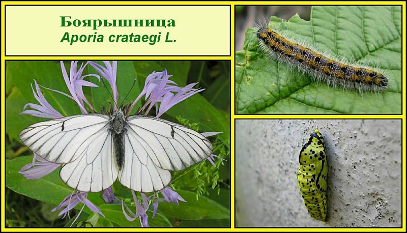Личинка гусеницы смешная