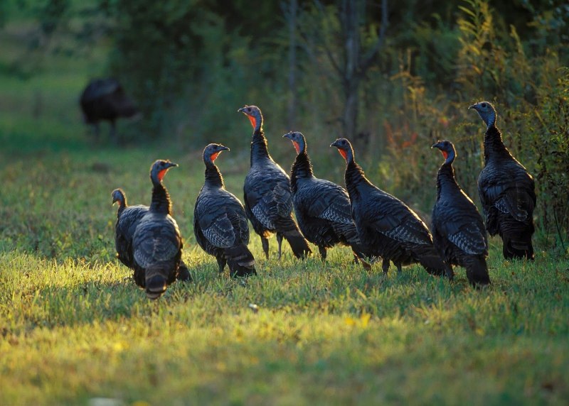 Wild Turkey Bird