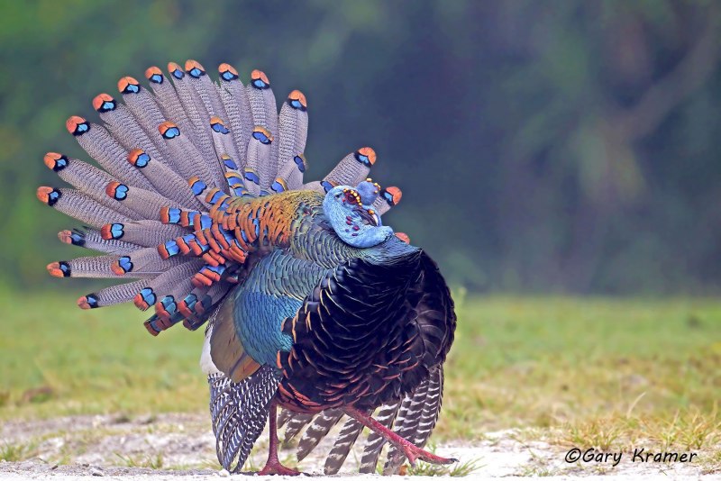 Turkey индейка
