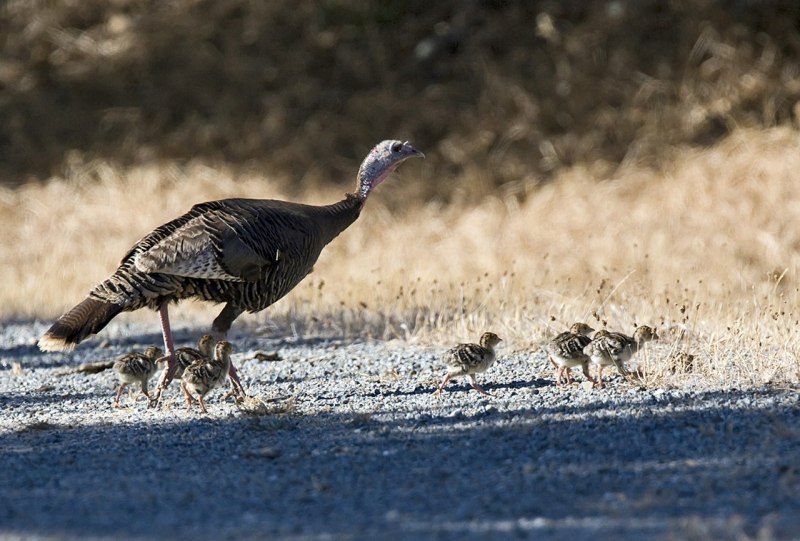 Meleagris gallopavo