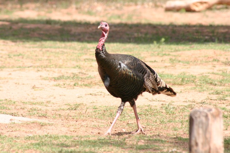 Turkey индюк