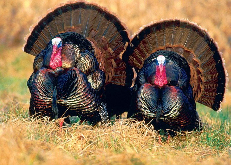 Meleagris gallopavo