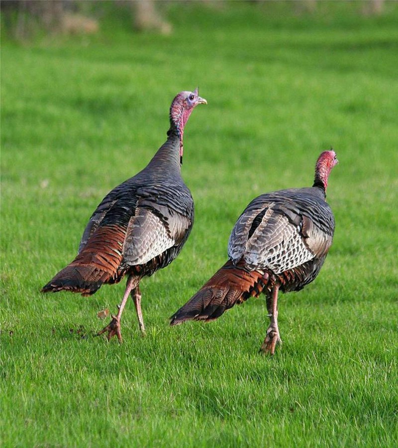 Индюк meleagris gallopavo