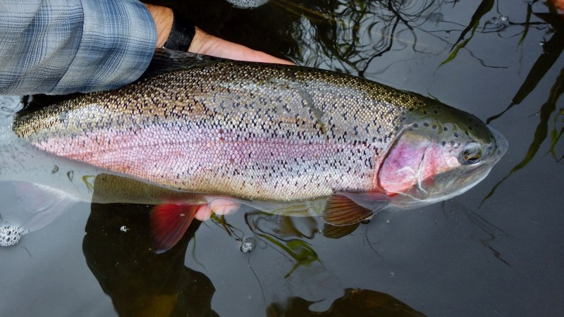 Salvelinus fontinalis