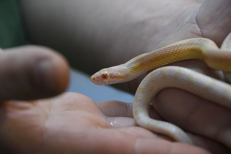 Королевские калифорнийские змеи морфы