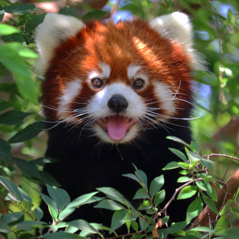 Рыжая панда (61 фото)