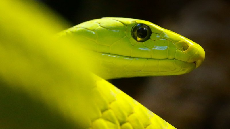Желтая мамба змея (60 фото)