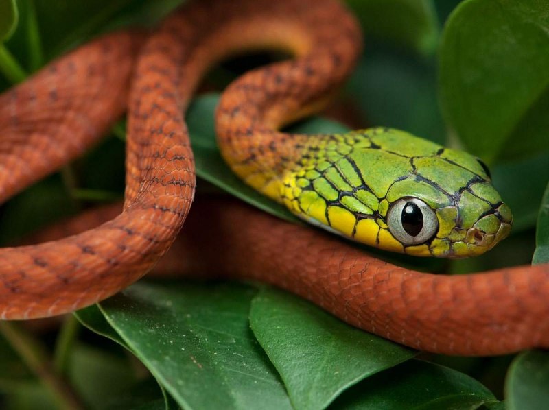 Chrysopelea Ornata