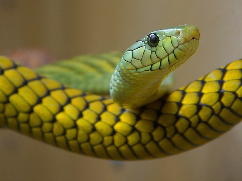 Opheodrys vernalis