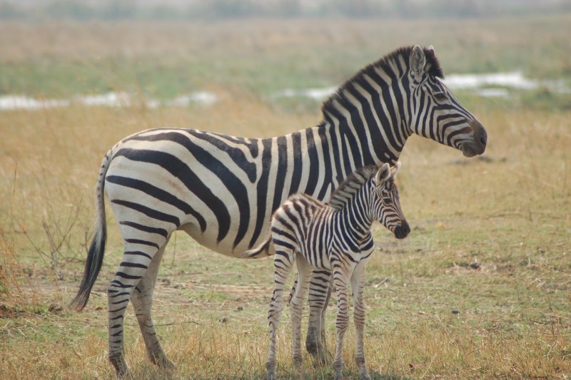 Лодж Zebra Plains