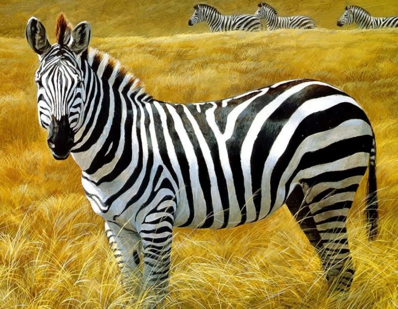 Plains Zebra