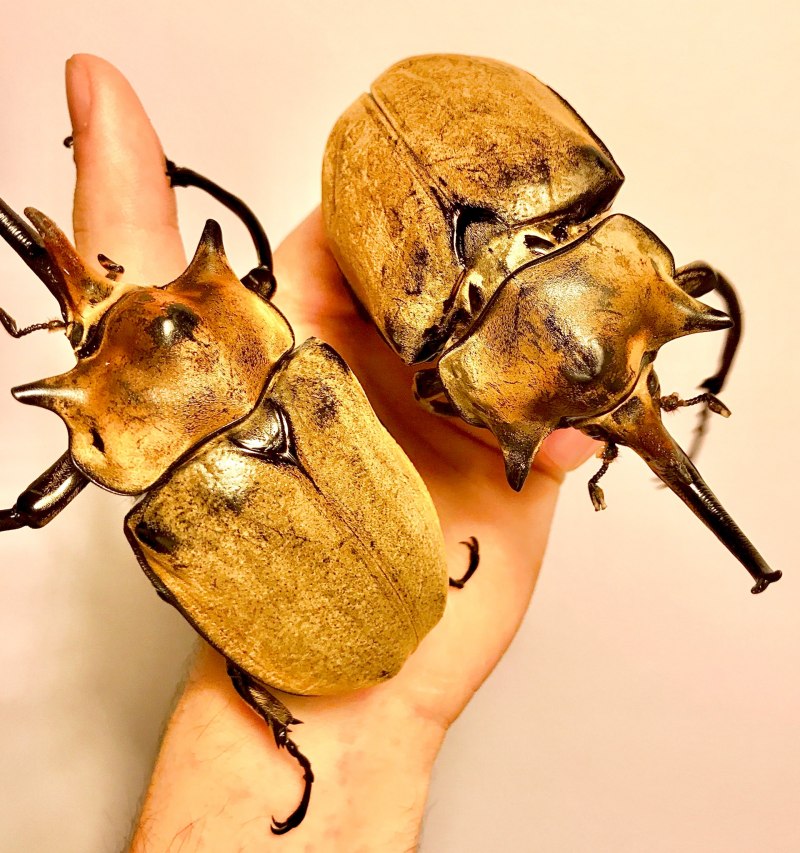 Megasoma Elephas Elephas