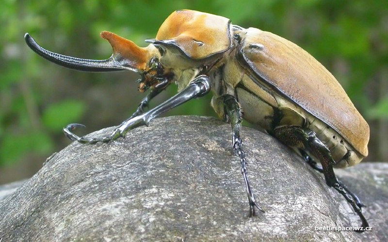 Жук Megasoma Elephas