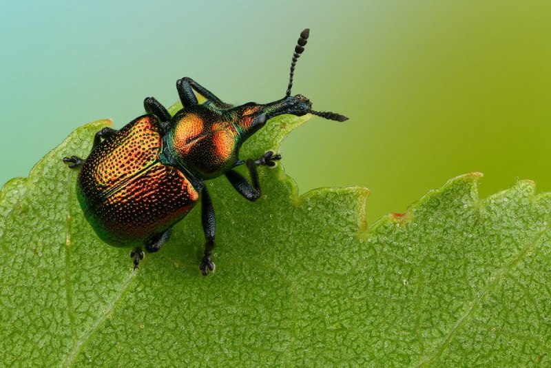 Жук-слон (Megasoma Elephas)
