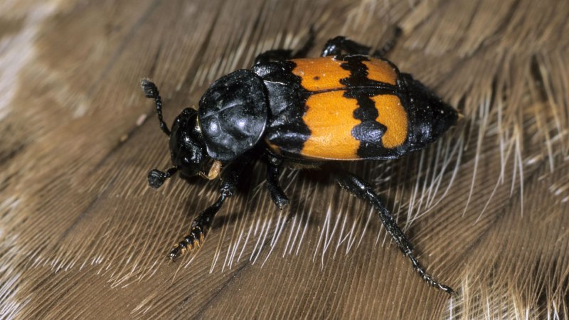 Жук мертвоед Nicrophorus