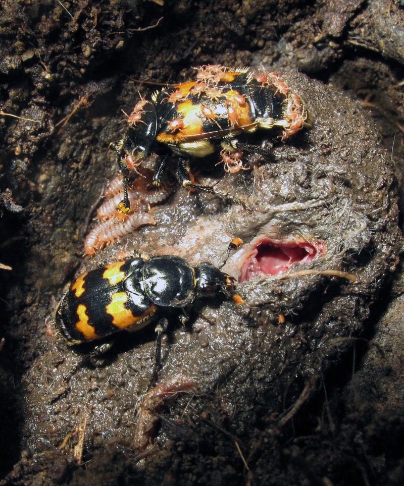 Жук мертвоед Nicrophorus