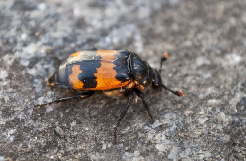 Личинка мертвоеда (Silphidae)