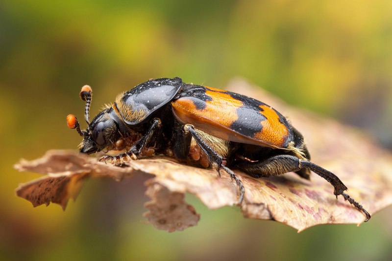 Жук мертвоед Nicrophorus