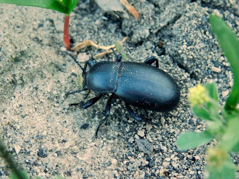 Poecilochirus Carabi