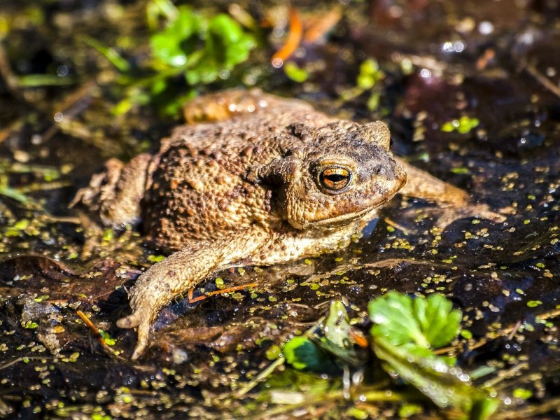 Зеленая жаба Bufo viridis