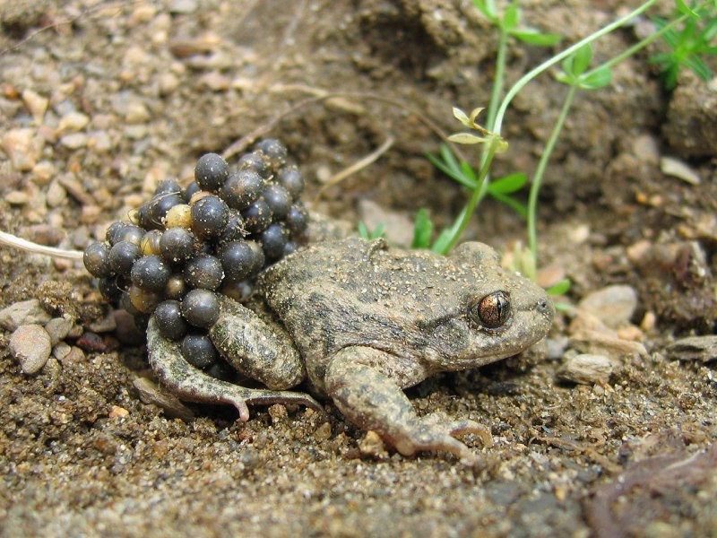 Rhaebo blombergi