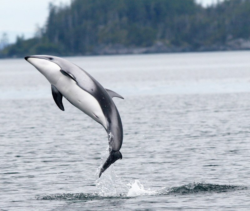 Атлантический белобокий Дельфин (Lagenorhynchus acutus)