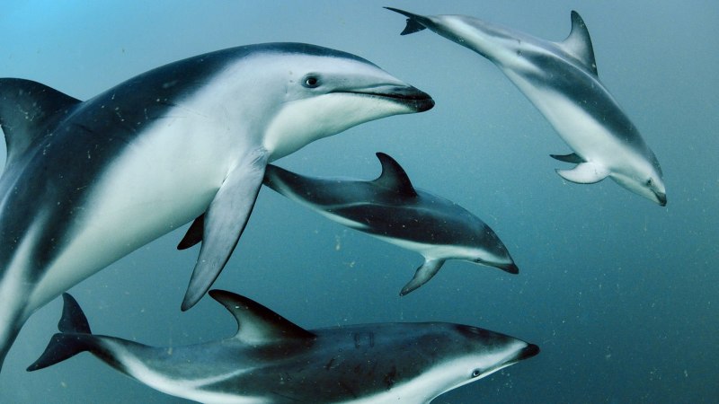 Беломордый дельфин (74 фото)