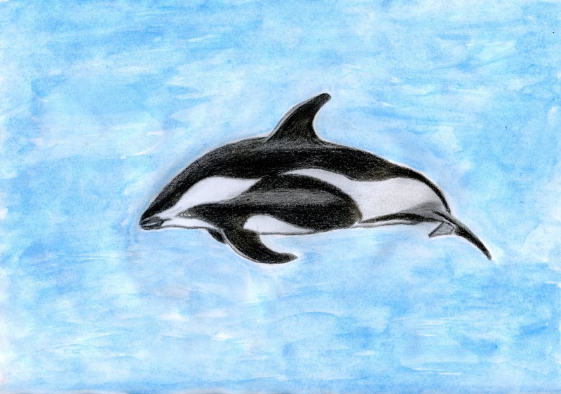 Cephalorhynchus heavisidii