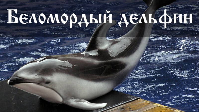 Дельфин белобочка
