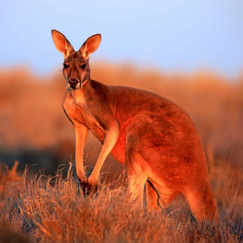 Красный кенгуру (66 фото)