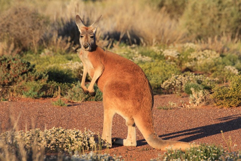 Гигантский рыжий кенгуру (Red-Grey Kangaroo)