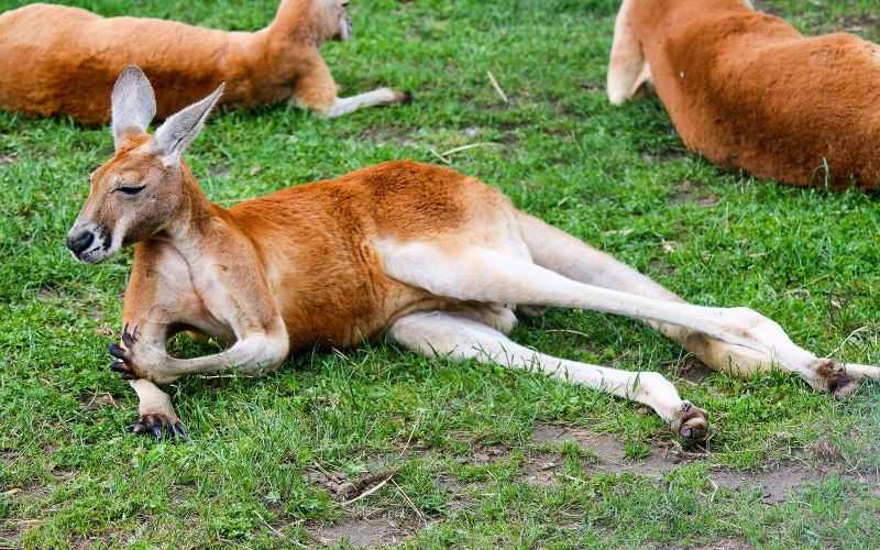 Kangaroo Red