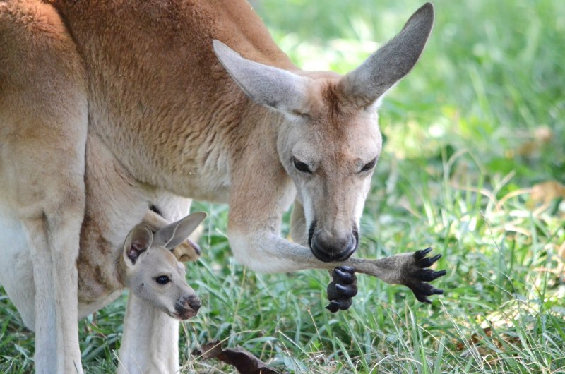 Гигантский рыжий кенгуру (Red-Grey Kangaroo)