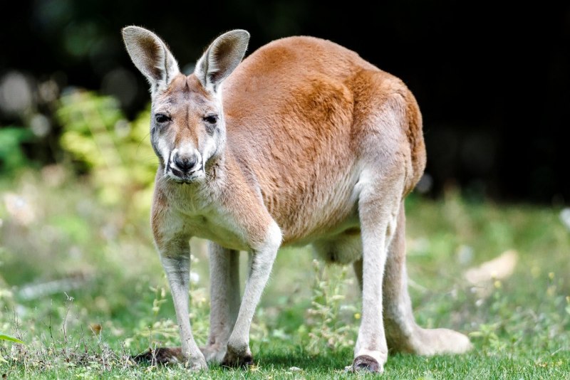 Гигантский рыжий кенгуру (Red-Grey Kangaroo)