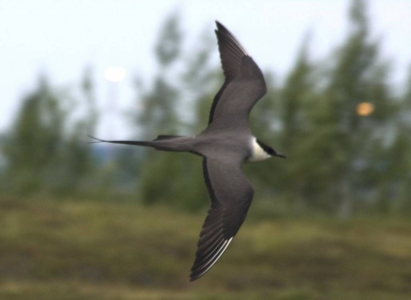 Stercorarius longicaudus