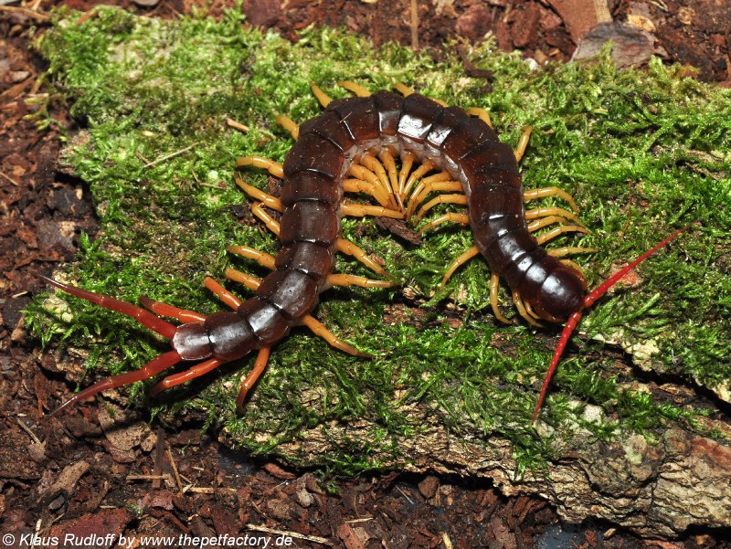 Lithobius forficatus
