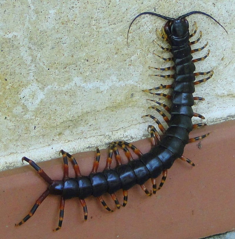 Мокрица многоножка