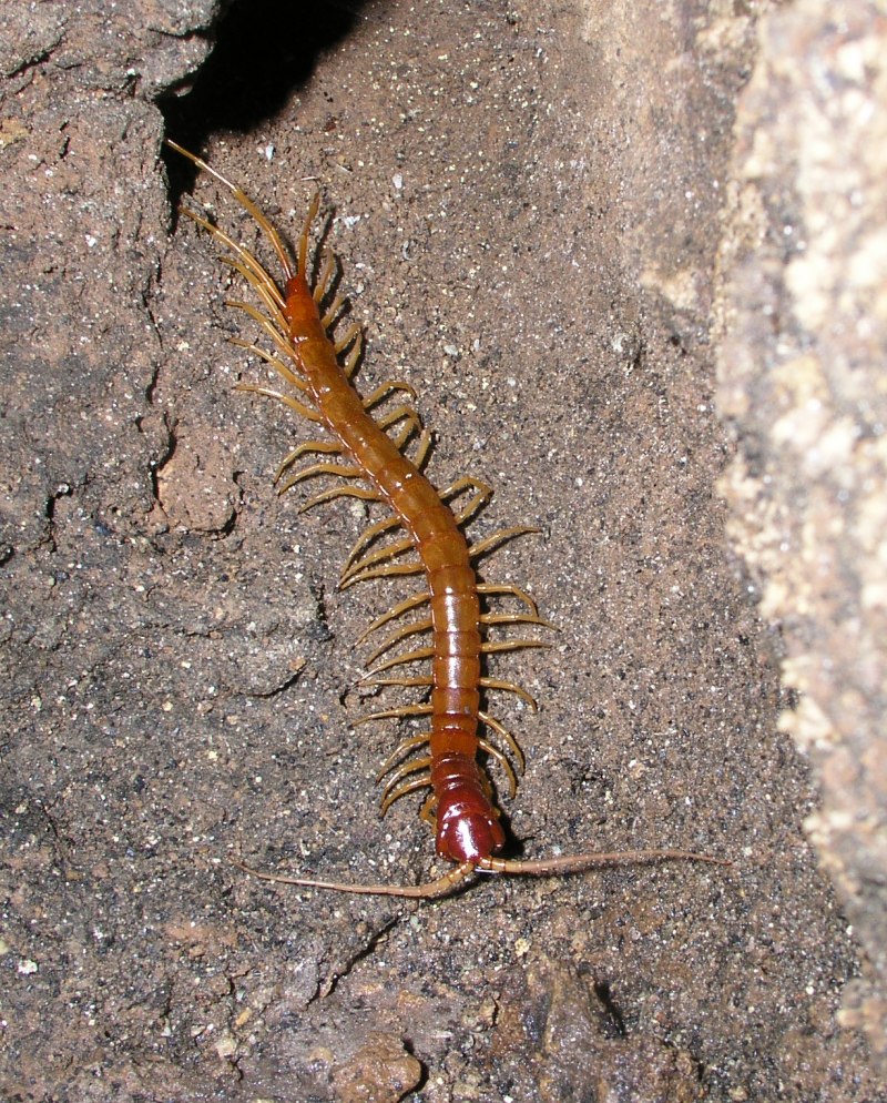 Многоножка Millipede красная