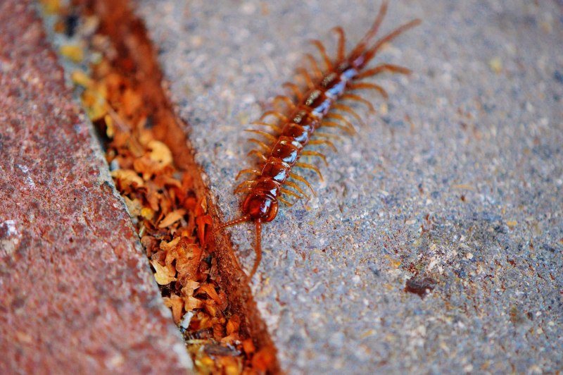 Сколопендра subspinipes