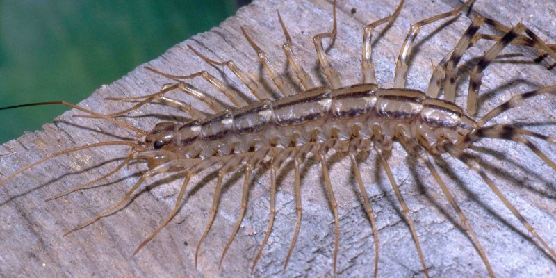 Anadenobolus monilicornis