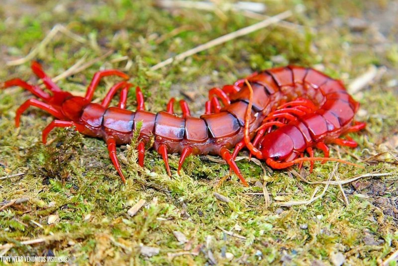 Костянка Lithobius forficatus