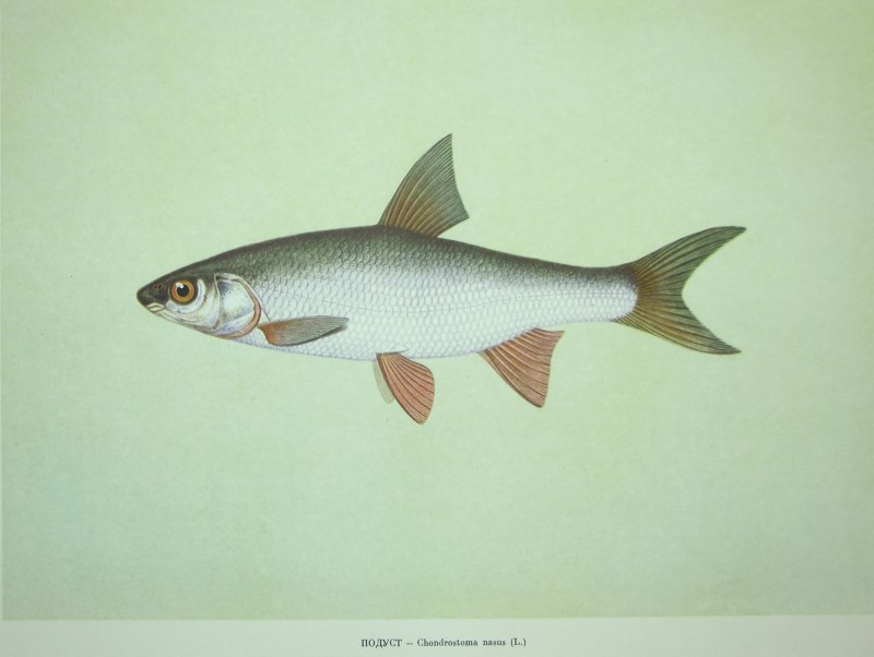 Подуст (Chondrostoma Nasus)