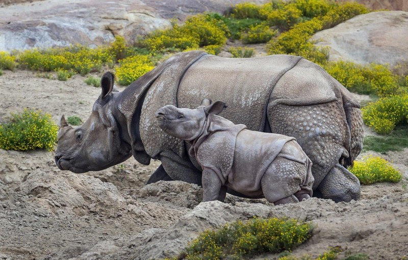 Rhinoceros unicornis