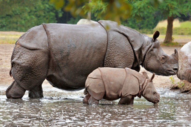 Азиатский носорог (60 фото)