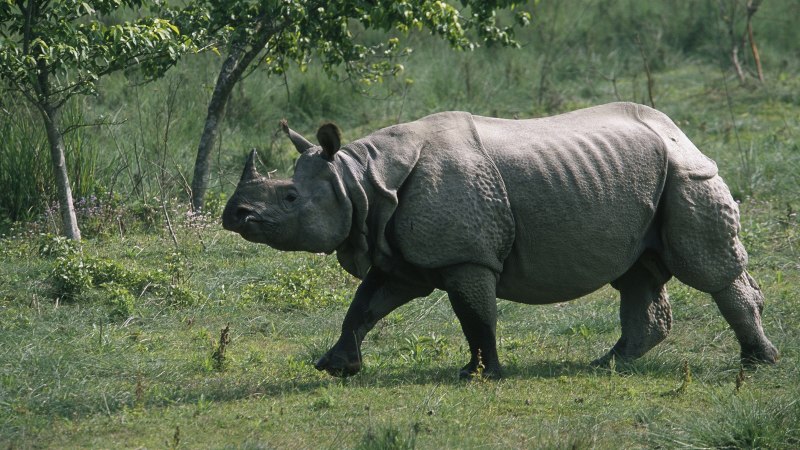 Rhinoceros Rhinoceros 1968