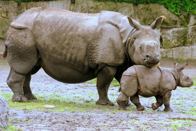 Rhino Storm