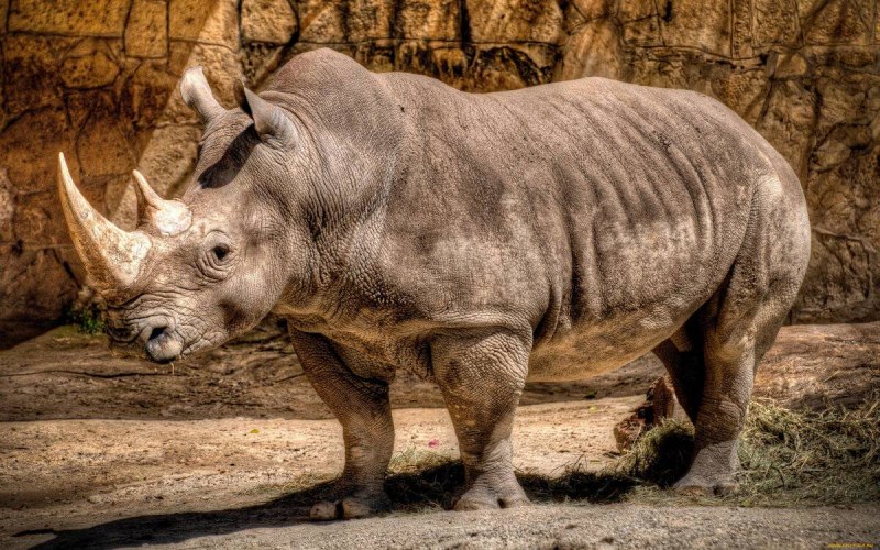 Javan Rhino