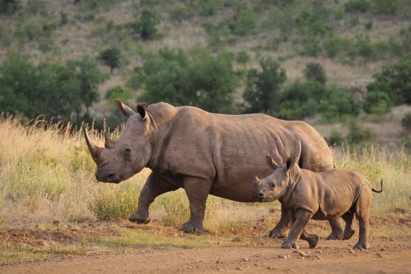 Индийский носорог (Rhinoceros unicornis)