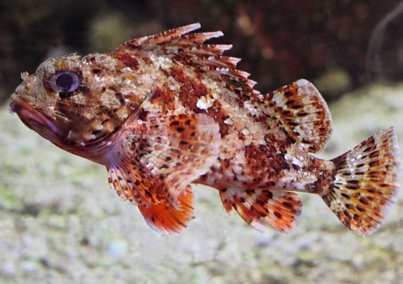 Морской Ерш скорпена черное море
