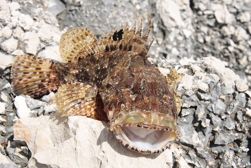 Морская скорпена
